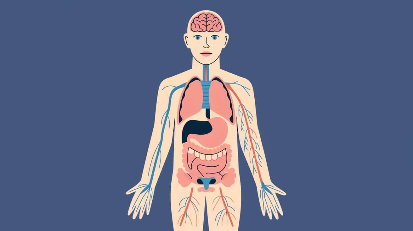 The Human Body: Key Parts and Their Functions